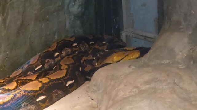 Reticulated Python Coiled on a Concrete Floor.