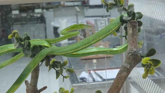 Long-nosed Whipsnake (Ahaetulla nasuta) Resting on an Artificial Branch Inside a Glass Enclosure.