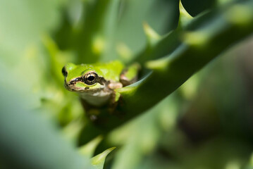 アマガエルとサボテン