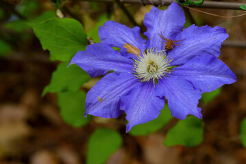 トケイソウが咲く