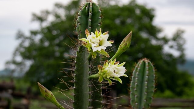 Close up of a Vibrant Cactus Blossom, Lush Green Background
