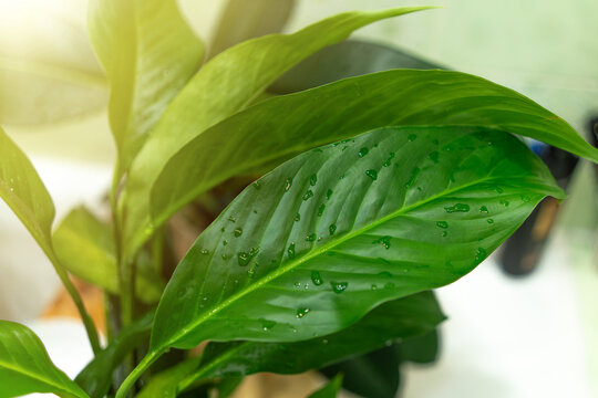A green spathiphyllum flower with drops of water on the leaves.Guttation in spathiphyllum.Wash house flowers under the tap.Moistening of leaves from dust.