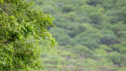 Fototapeta premium Juazeiro Tree Branch Detail Lush Green Foliage