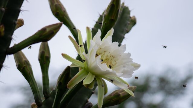 Mandacaru Cactus Blossom White Flower Detail Bright Light