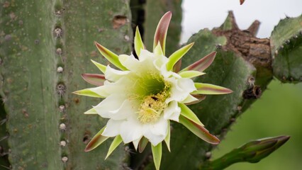 Mandacaru Cactus Close Up, Vibrant Green, Natural Light © Raul