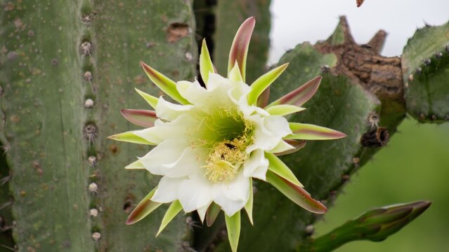 Mandacaru Cactus Close Up, Vibrant Green, Natural Light