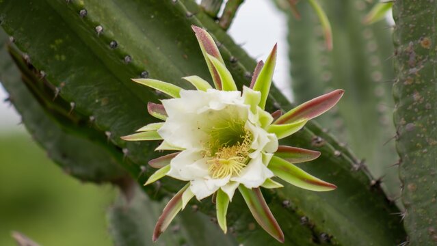 Mandacaru Cactus Close Up Vibrant Green Texture, Natural Light