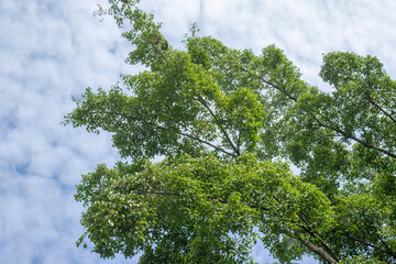 Fototapeta premium Elevated foliage reaching bright atmosphere. Lush treetop spread against gentle clouds. Vibrant arboreal crown in open daylight. Natural vertical growth framing skyline