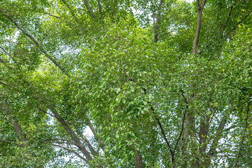 Obraz premium Compact greenery cluster covering woodland trunk. Thick vegetation mass creating shaded retreat. Flourishing botanical surface in humid setting. Abundant leafy formation with rich detail