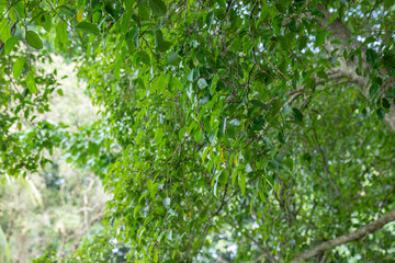 Obraz premium Flexible limbs carrying smooth foliage. Botanical cluster forming calm atmosphere. Subtle greenery detail in woodland shade. Healthy vegetation pattern in quiet park