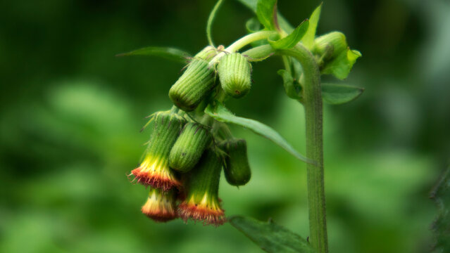 This wild plant (Crassocephalum crepidioides) has numerous health benefits. Sintrong leaves are slightly astringent and neutral in nature. 
