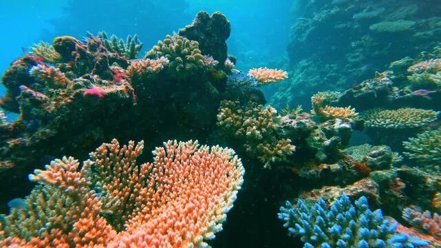 Diverse coral reef formations. Including various species of acropora and madreporaria thriving on a tropical underwater reef. Creating a rich habitat for ocean life and showcasing marine biodiversity