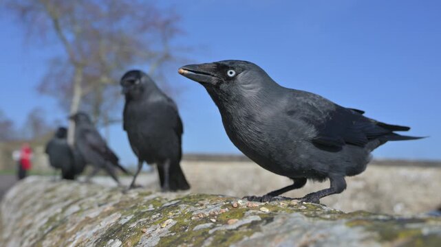 Jackdaws (Corvus monedula) eating seeds from a stone wall, apparently queuing up but one jumps the queue. February, Kent, UK [Slow motion x4]