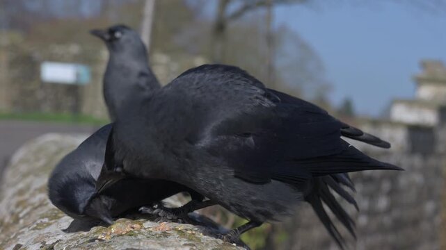 Jackdaws (Corvus monedula) making a lot of noise as they squabble over seeds left on a wall by a generous photographer. February, Kent, UK. With sound.