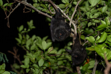 Obraz premium オガサワラオオコオモリ 小笠原