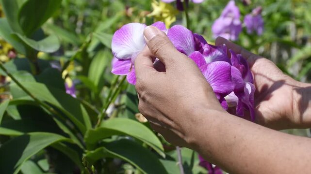 Beautiful Purple and Pink Dendrobium Orchids in Tropical Garden. The video clip shows farmers inspecting orchid flower clusters for diseases and pests.