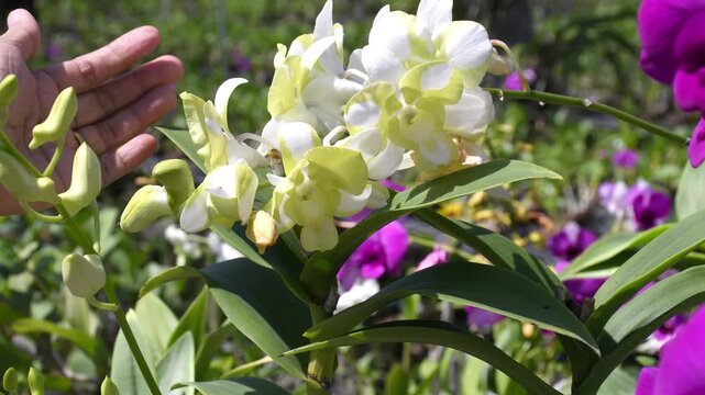 Beautiful Purple and Pink Dendrobium Orchids in Tropical Garden. The video clip shows farmers inspecting orchid flower clusters for diseases and pests.
