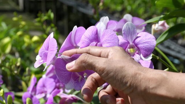 Beautiful Purple and Pink Dendrobium Orchids in Tropical Garden. The video clip shows farmers inspecting orchid flower clusters for diseases and pests.