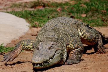 Obraz premium Close up head crocodile in the garden
