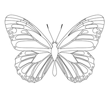 borboleta monarca fine line