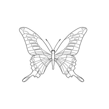 borboleta papilio fine line