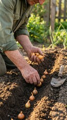 Fototapeta premium Man in green shirt planting onion bulbs in a garden bed, carefully arranging them in a straight line, with soil and green plants visible in the background under natural sunlight