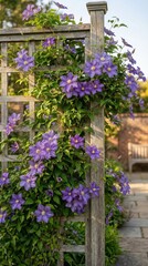 Purple clematis flowers climbing on a wooden trellis in a garden setting, with a stone pathway and a wooden bench visible in the background under natural sunlight