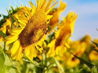 Honey bee collecting pollen at yellow flower. © anetlanda