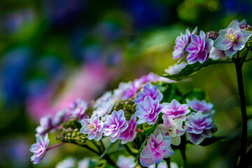きれいな紫陽花の咲く日