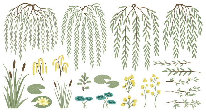 Delicate watercolor illustrations of weeping willow branches reeds water lilies and cattails in a serene natural setting