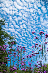 ひつじ雲と雑草の花