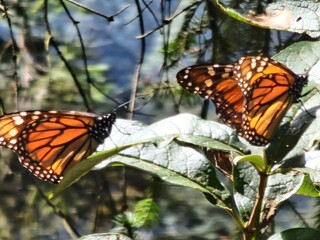 Obraz premium Two orange butterflies are resting on a leaf