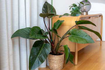 Philodendron Red Diamond variety in modern interior © CoinUp
