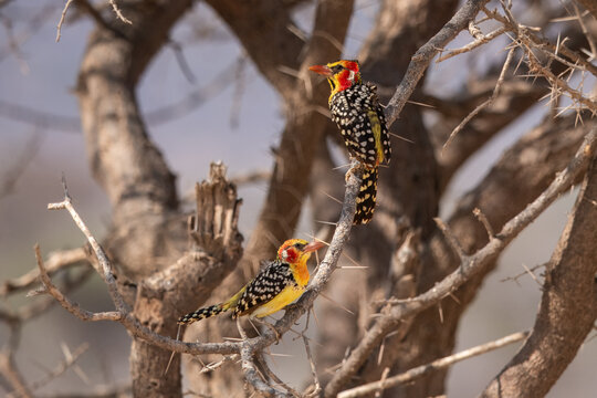 A pair of vibrant Red-and-yellow Barbet (Trachyphonus erythrocephalus) perched on a dry branch in the Kenyan savannah.