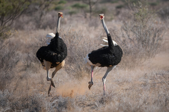 Two male Somali ostriches (Struthio molybdophanes) running through the arid savannah, Samburu National Reserve, Kenya.