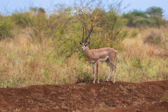 Grant's Gazelle (Nanger granti) standing in the dry tall grass of the Kenyan savannah, East Africa.