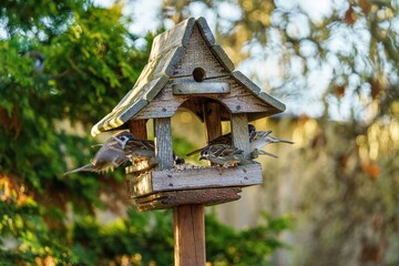Drewniany karmnik dla ptaków w ogrodzie wypełniony wróblami. Ptaki jedzące ziarno w promieniach zachodzącego słońca. Piękna fotografia przyrody, sielski klimat, naturalne zielone tło z bokeh. © Henryk Niestrój
