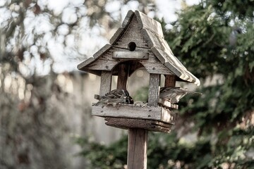 Drewniany karmnik dla ptaków w ogrodzie wypełniony wróblami. Ptaki jedzące ziarno w promieniach zachodzącego słońca. Piękna fotografia przyrody, sielski klimat, naturalne zielone tło z bokeh. © Henryk Niestrój