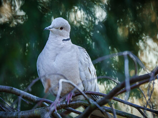 Sierpówka (Streptopelia decaocto) siedząca na gałęzi. Portret synogarlicy w ogrodzie, szare upierzenie, czarny pasek na szyi. Naturalne tło, dzika przyroda, miękkie oświetlenie. © Henryk Niestrój