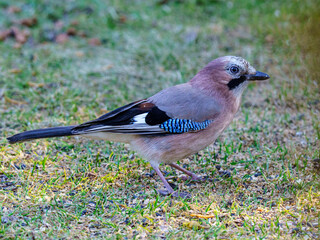 Sójka zwyczajna (Garrulus glandarius) na trawie. Barwny ptak z niebieskimi akcentami na skrzydłach szukający pożywienia. Wyraźne szczegóły, naturalne otoczenie ogrodu, zbliżenie. © Henryk Niestrój