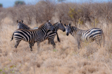 Obraz premium Plains zebras (Equus quagga) standing in the dry scrubland of Meru National Park, Kenya.
