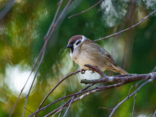 Mazurek (Passer montanus) na gałęzi. Portret wróbla polnego z bliska, pokazujący detale upierzenia. Jasne, naturalne tło bokeh i miękkie światło. Profesjonalne ujęcie dzikiej przyrody. © Henryk Niestrój