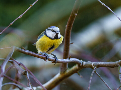 Modraszka zwyczajna (Cyanistes caeruleus) na gałęzi. Kolorowy ptak ogrodowy z bliska, ż&oacute;łty brzuch, niebieskie pi&oacute;ra. Piękna fotografia przyrody, naturalne, rozmyte tło typu bokeh.