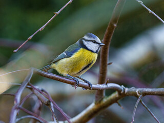Modraszka zwyczajna (Cyanistes caeruleus) na gałęzi. Kolorowy ptak ogrodowy z bliska, żółty brzuch, niebieskie pióra. Piękna fotografia przyrody, naturalne, rozmyte tło typu bokeh. © Henryk Niestrój