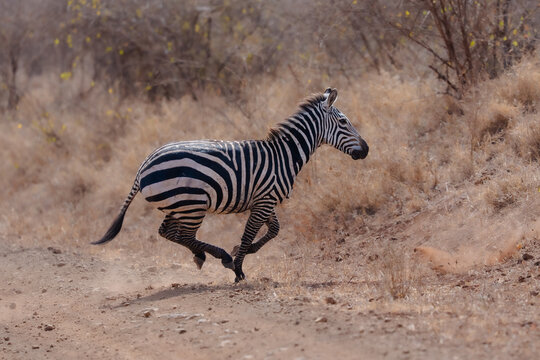 Young Plains Zebra galloping across a dusty dirt track in the African savannah, wildlife in motion. Kenya, Meru national park
