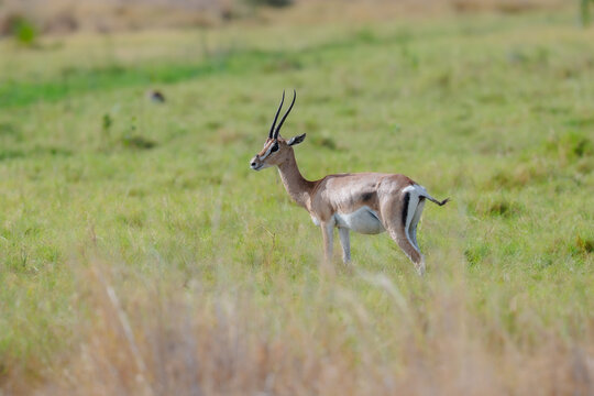Grant's Gazelle (Nanger granti) standing in the dry tall grass of the Kenyan savannah, East Africa.