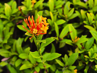 yellow flower in the garden