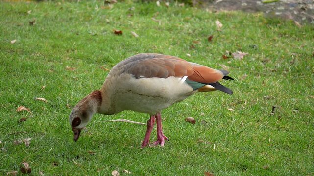 Eine Nilgans (Alopochen aegyptiaca), frisst Gras auf einer Wiese