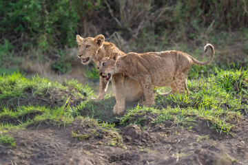 Fototapeta premium Two playful lion cubs bonding in the wild; one cub gently nuzzles its sibling on a grassy mound in the African savannah. 