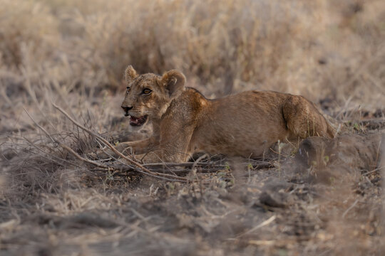 Young African lion cub (Panthera leo) sitting in the tall grass of the savannah, Meru National Park, Kenya.